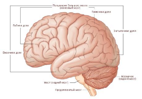 دماغ۔ دماغ کے نصف کرہ